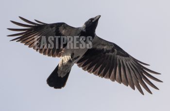 EA321267, Eastpress, Porvoo, Finland